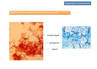 streptocoques
yaourt
lactobacille
Organisation d’une bactérie
Bactéries du Yaourt observées au microscope optique