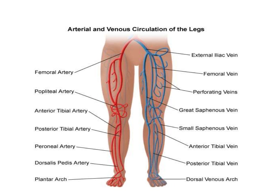blood-supply-of-lower-limb