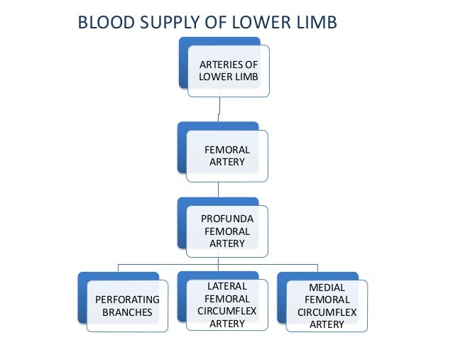 Lower Limb Blood Supply Flow Chart