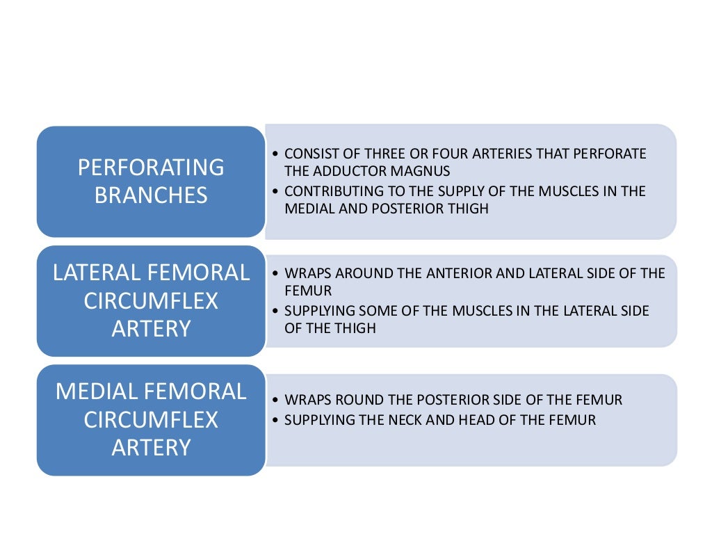 blood-supply-of-lower-limb-flow-chart