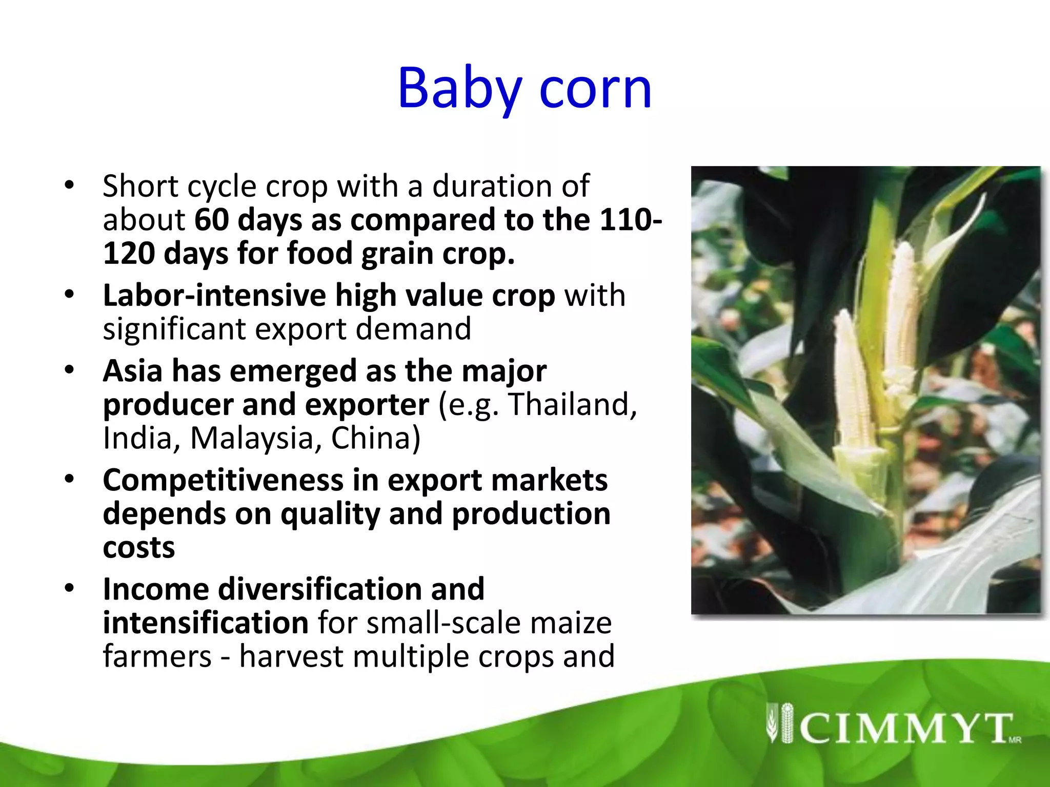 Baby corn
• Short cycle crop with a duration of
  about 60 days as compared to the 110-
  120 days for food grain crop.
• Labor-intensive high value crop with
  significant export demand
• Asia has emerged as the major
  producer and exporter (e.g. Thailand,
  India, Malaysia, China)
• Competitiveness in export markets
  depends on quality and production
  costs
• Income diversification and
  intensification for small-scale maize
  farmers - harvest multiple crops and
 
