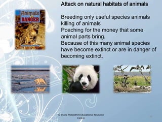 Attack on natural habitats of animals
Breeding only useful species animals
killing of animals
Poaching for the money that some
animal parts bring.
Because of this many animal species
have become extinct or are in danger of
becoming extinct.
20
© Jnana Prabodhini Educational Resource
Centre
 