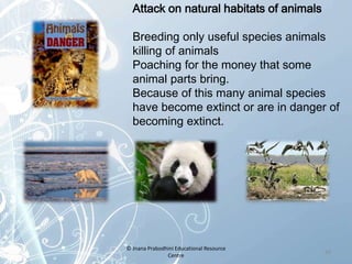 Attack on natural habitats of animals
Breeding only useful species animals
killing of animals
Poaching for the money that ...