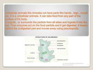 Unicellular animals like Amoeba not have parts like hands , legs , mouth
etc. It is a unicellular animals. It can take foo...