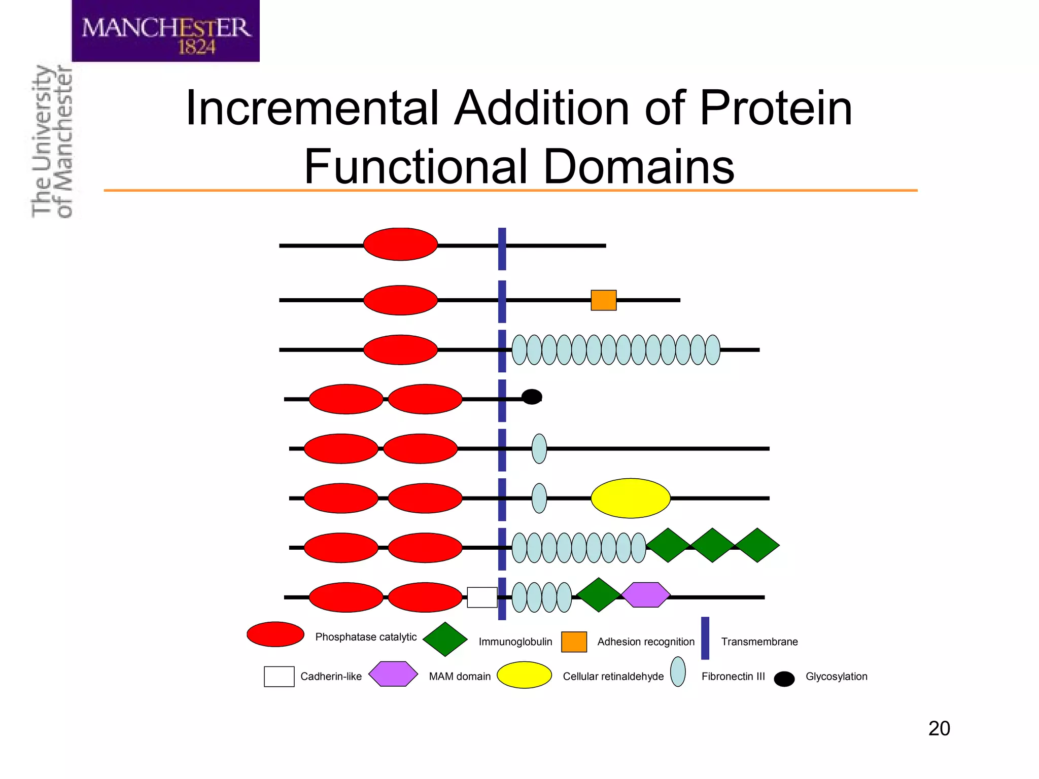 20
Incremental Addition of Protein
Functional Domains
Phosphatase catalytic
Cadherin-like
Immunoglobulin
MAM domain Cellular retinaldehyde
Adhesion recognition Transmembrane
Fibronectin III Glycosylation
 