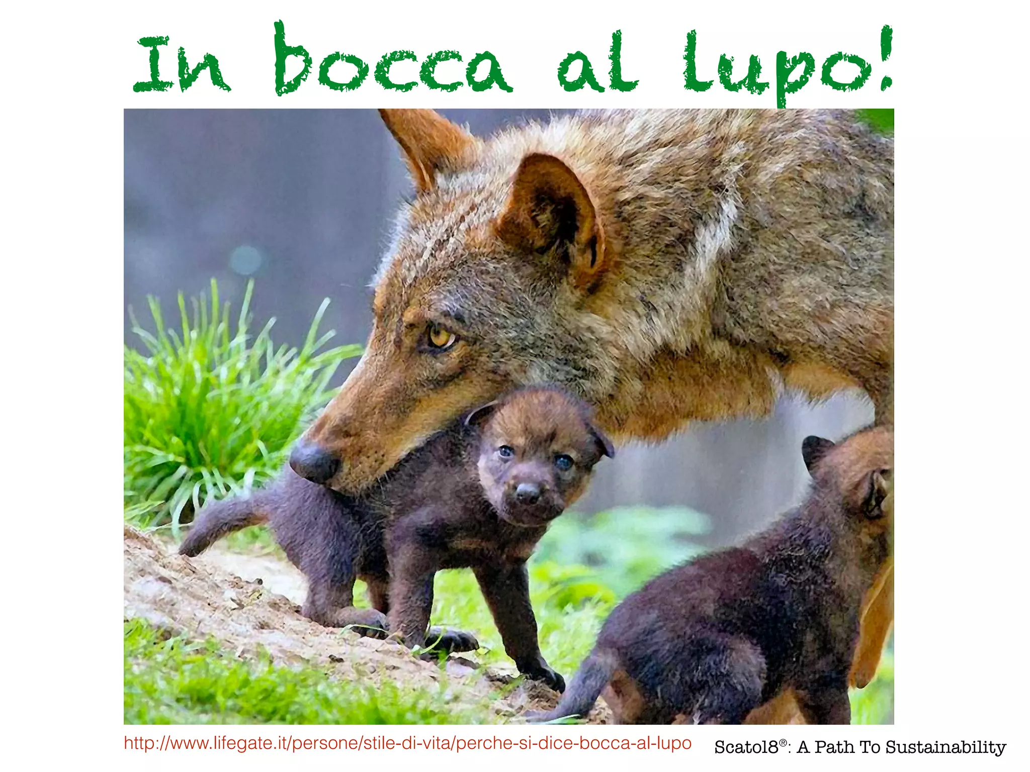 In bocca al lupo!
http://www.lifegate.it/persone/stile-di-vita/perche-si-dice-bocca-al-lupo Scatol8®
: A Path To Sustainability
 