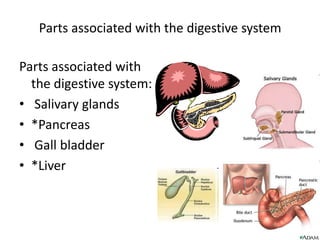 Parts associated with the digestive system Parts associated with the digestive system:   Salivary glands *Pancreas  Gall bladder *Liver 