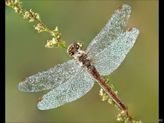 18/65
 