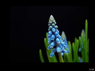 51/65
 