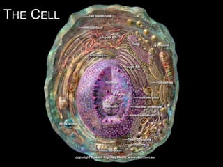THE CELL
 