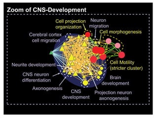 Adhe
Reelin pathway
development
Nega
regula
of cell
Neuron
migration
Cell Motility
(stricter cluster)
Cell morphogenesis
Cell projection
organization
CNS
development
Brain
development
Neurite development
CNS neuron
differentiation
Axonogenesis
Projection neuron
axonogenesis
Cerebral cortex
cell migration
Zoom of CNS-Development
 
