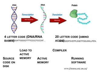 HTTP://WWW.LHSC.ON.CA/	
  
SOURCE CODE
ON DISK
LOAD TO ACTIVE
MEMORY
COMPILER
RUNNING
SOFTWARE
ACTIVE
MEMORY
4 LETTER CODE (DNA/RNA BASES) 20 LETTER CODE (AMINO ACIDS)
MEEPQSDPSVEPPLSQETFSDLWKLLPEN…GATGGGATTGGGGTTTTCCCCTCCCAT…
 