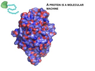 A PROTEIN IS A MOLECULAR MACHINE
 