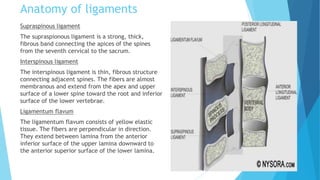 Anatomy of ligaments
Supraspinous ligament
The supraspionous ligament is a strong, thick,
fibrous band connecting the apices of the spines
from the seventh cervical to the sacrum.
Interspinous ligament
The interspinous ligament is thin, fibrous structure
connecting adjacent spines. The fibers are almost
membranous and extend from the apex and upper
surface of a lower spine toward the root and inferior
surface of the lower vertebrae.
Ligamentum flavum
The ligamentum flavum consists of yellow elastic
tissue. The fibers are perpendicular in direction.
They extend between lamina from the anterior
inferior surface of the upper lamina downward to
the anterior superior surface of the lower lamina.
 