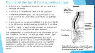 Position of the Spinal Cord according to Age
 At 3 months of fetal life the tip of the cord is located at 2nd
coccygeal vertebrae.
 At 6 months of fetal life the conus is at the level of S1.
 At birth the tip of the spinal cord lies at the level of the
lower border of the L3 vertebra and the Dural sac at the S3
vertebra.
 At one year of age the conus medullaris is at the lower border
of the L2 vertebra and the dural sac ends at the S2 vertebra.
 By 12 to 16 years of age the adult relations are attained and
the spinal cord is located at the lower border of L1.
The average length of the spinal cord in the adult males is 45cm
and, in females, it is 42cm. The average weight approx. 30gm.
The spinal cord becomes relatively free of its dura but is
surrounded by the arachnoid and is engulfed in the CSF in the
subdural space. It also causes the downwards fanning of the
spinal nerves so that they run in an increasingly downward
oblique direction to form, at the lowest levels, the cauda
equina.
 