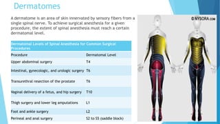 Dermatomes
A dermatome is an area of skin innervated by sensory fibers from a
single spinal nerve. To achieve surgical anesthesia for a given
procedure, the extent of spinal anesthesia must reach a certain
dermatomal level.
Dermatomal Levels of Spinal Anesthesia for Common Surgical
Procedures
Procedure Dermatomal Level
Upper abdominal surgery T4
Intestinal, gynecologic, and urologic surgery T6
Transurethral resection of the prostate T6
Vaginal delivery of a fetus, and hip surgery T10
Thigh surgery and lower leg amputations L1
Foot and ankle surgery L2
Perineal and anal surgery S2 to S5 (saddle block)
 