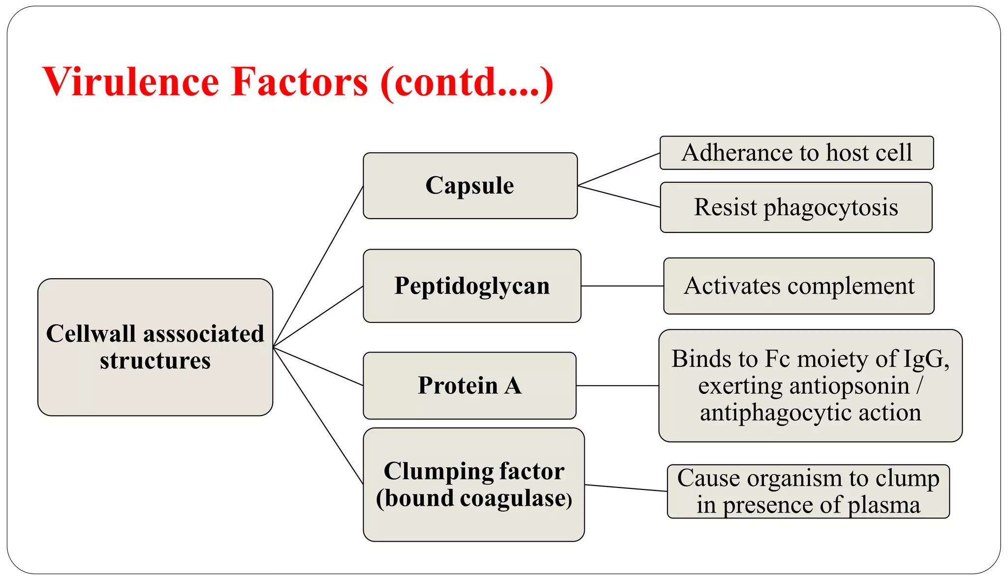 Virulence Factors (contd....)
Cellwall asssociated
structures
Capsule
Adherance to host cell
Resist phagocytosis
Peptidoglycan Activates complement
Protein A
Binds to Fc moiety of IgG,
exerting antiopsonin /
antiphagocytic action
Clumping factor
(bound coagulase)
Cause organism to clump
in presence of plasma
 
