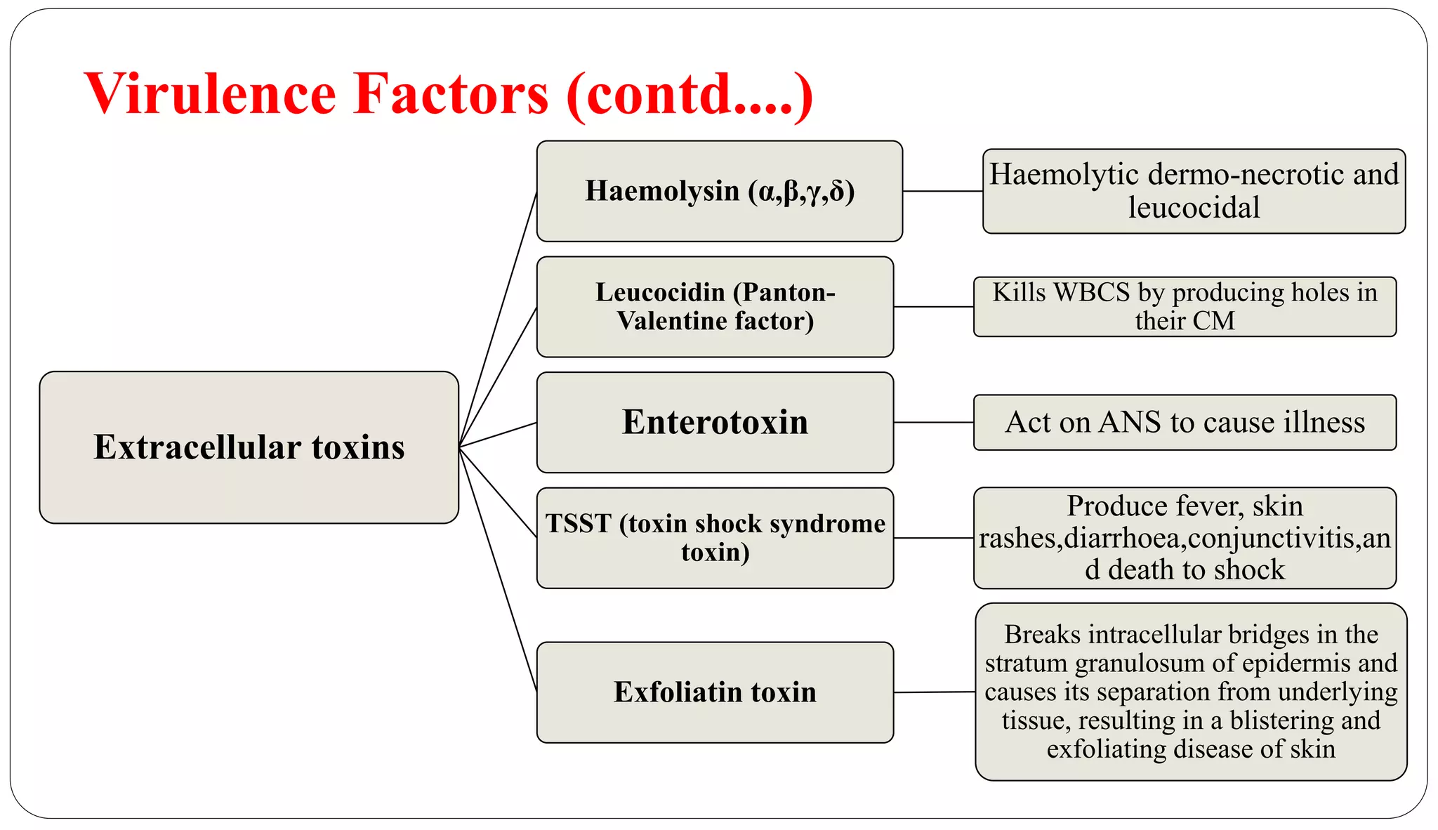 Virulence Factors (contd....)
Extracellular toxins
Haemolysin (α,β,γ,δ)
Haemolytic dermo-necrotic and
leucocidal
Leucocidin (Panton-
Valentine factor)
Kills WBCS by producing holes in
their CM
Enterotoxin Act on ANS to cause illness
TSST (toxin shock syndrome
toxin)
Produce fever, skin
rashes,diarrhoea,conjunctivitis,an
d death to shock
Exfoliatin toxin
Breaks intracellular bridges in the
stratum granulosum of epidermis and
causes its separation from underlying
tissue, resulting in a blistering and
exfoliating disease of skin
 