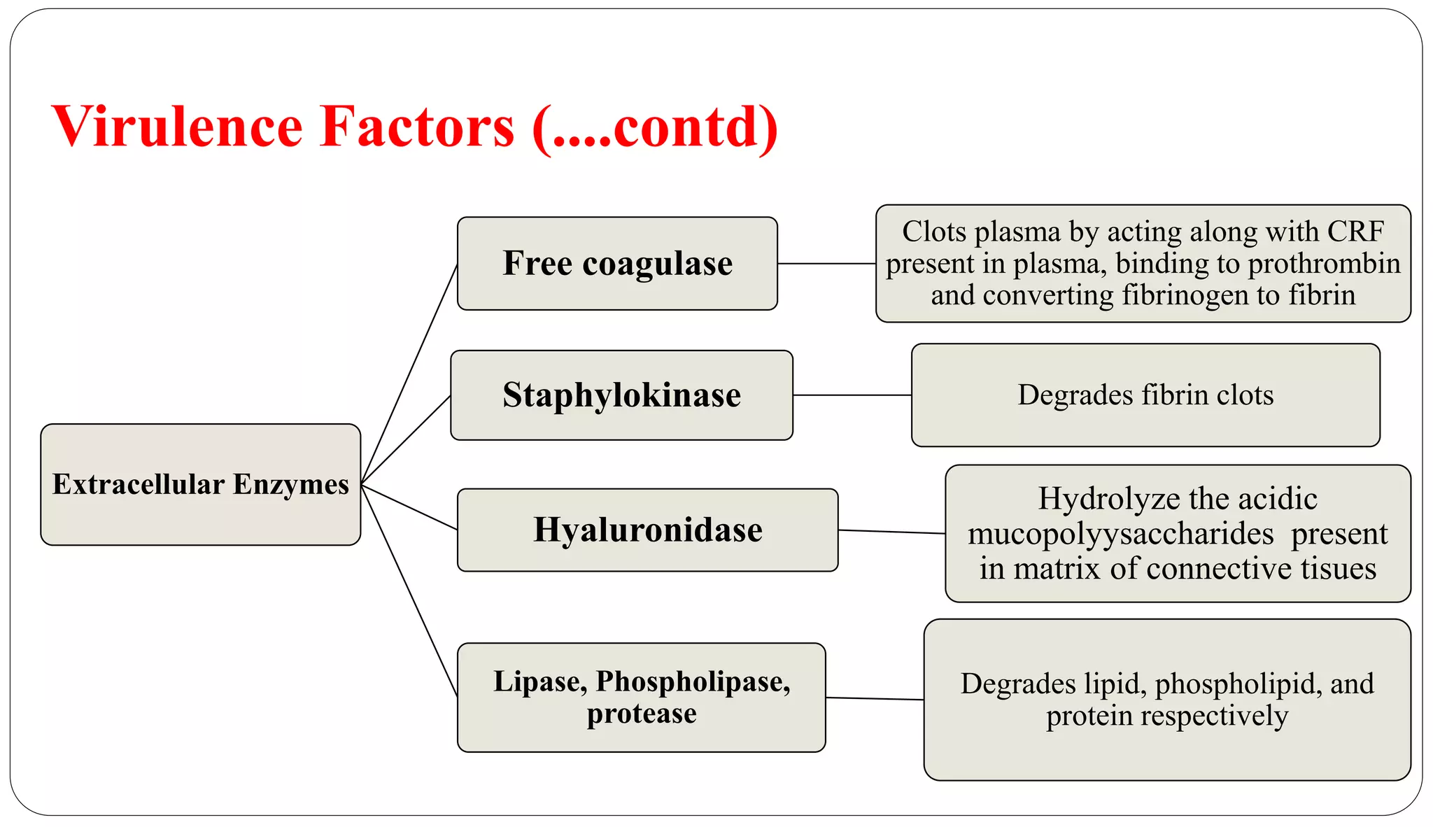 Virulence Factors (....contd)
Extracellular Enzymes
Free coagulase
Clots plasma by acting along with CRF
present in plasma, binding to prothrombin
and converting fibrinogen to fibrin
Staphylokinase Degrades fibrin clots
Hyaluronidase
Hydrolyze the acidic
mucopolyysaccharides present
in matrix of connective tisues
Lipase, Phospholipase,
protease
Degrades lipid, phospholipid, and
protein respectively
 