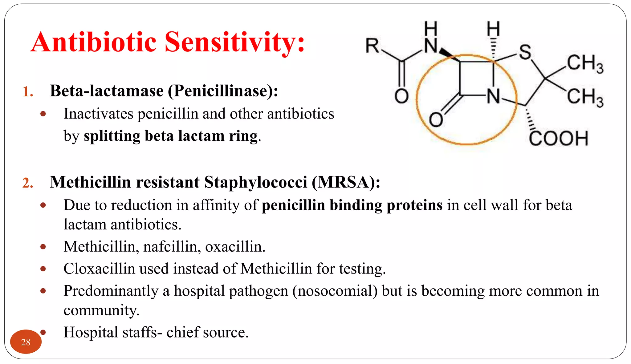 Antibiotic Sensitivity:
28
1. Beta-lactamase (Penicillinase):
 Inactivates penicillin and other antibiotics
by splitting beta lactam ring.
2. Methicillin resistant Staphylococci (MRSA):
 Due to reduction in affinity of penicillin binding proteins in cell wall for beta
lactam antibiotics.
 Methicillin, nafcillin, oxacillin.
 Cloxacillin used instead of Methicillin for testing.
 Predominantly a hospital pathogen (nosocomial) but is becoming more common in
community.
 Hospital staffs- chief source.
 