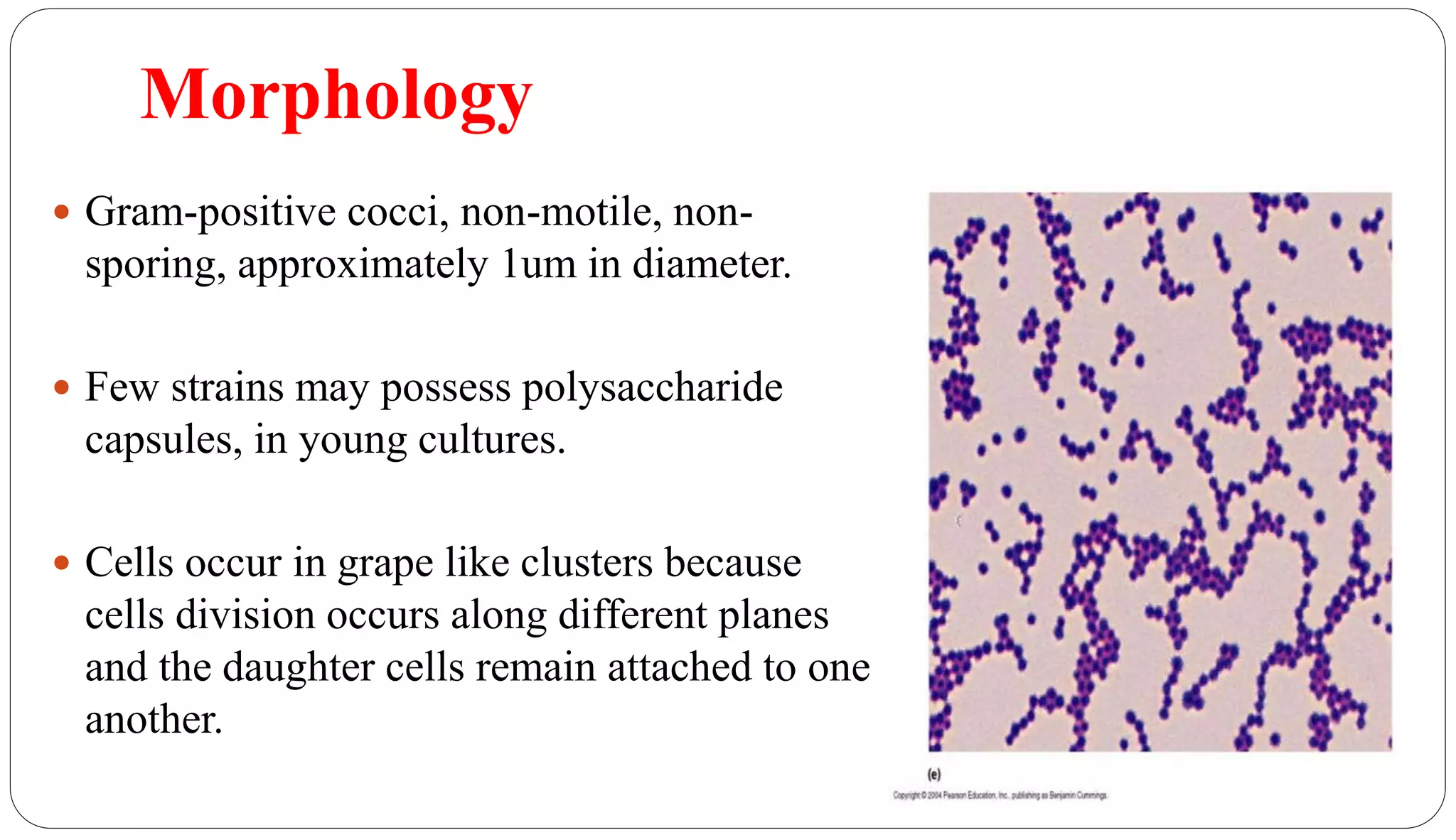 Morphology
6
 Gram-positive cocci, non-motile, non-
sporing, approximately 1um in diameter.
 Few strains may possess polysaccharide
capsules, in young cultures.
 Cells occur in grape like clusters because
cells division occurs along different planes
and the daughter cells remain attached to one
another.
 