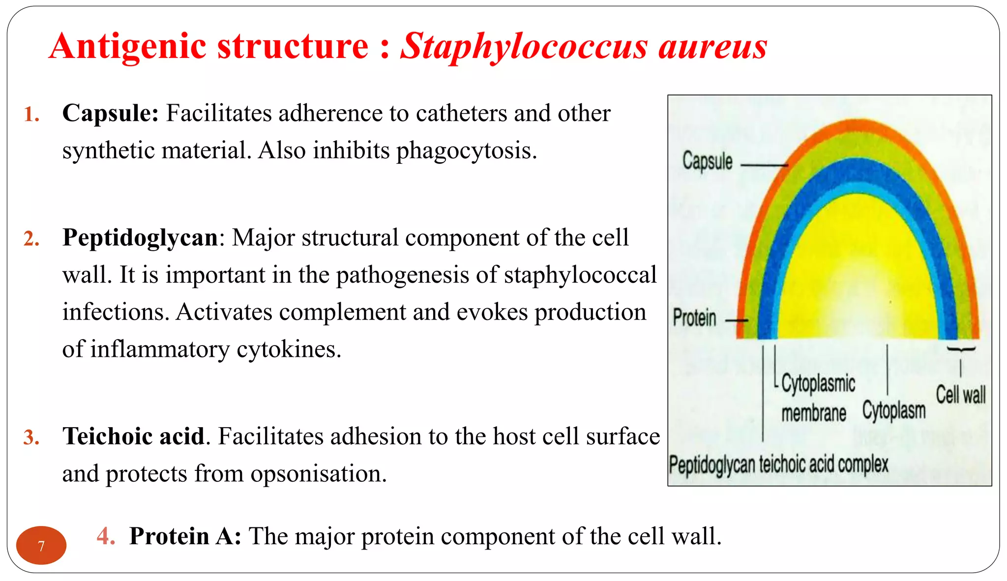 Antigenic structure : Staphylococcus aureus
7
1. Capsule: Facilitates adherence to catheters and other
synthetic material. Also inhibits phagocytosis.
2. Peptidoglycan: Major structural component of the cell
wall. It is important in the pathogenesis of staphylococcal
infections. Activates complement and evokes production
of inflammatory cytokines.
3. Teichoic acid. Facilitates adhesion to the host cell surface
and protects from opsonisation.
4. Protein A: The major protein component of the cell wall.
 
