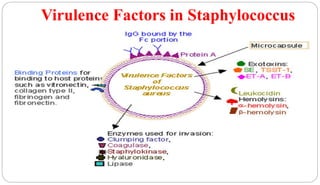 Virulence Factors in Staphylococcus
11
 