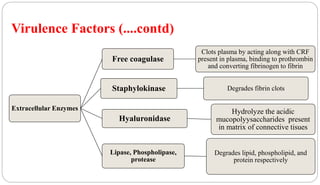 Virulence Factors (....contd)
Extracellular Enzymes
Free coagulase
Clots plasma by acting along with CRF
present in plasma, binding to prothrombin
and converting fibrinogen to fibrin
Staphylokinase Degrades fibrin clots
Hyaluronidase
Hydrolyze the acidic
mucopolyysaccharides present
in matrix of connective tisues
Lipase, Phospholipase,
protease
Degrades lipid, phospholipid, and
protein respectively
 