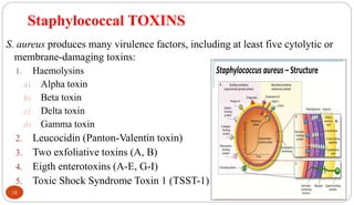 18
Staphylococcal TOXINS
S. aureus produces many virulence factors, including at least five cytolytic or
membrane-damaging toxins:
1. Haemolysins
a) Alpha toxin
b) Beta toxin
c) Delta toxin
d) Gamma toxin
2. Leucocidin (Panton-Valentin toxin)
3. Two exfoliative toxins (A, B)
4. Eigth enterotoxins (A-E, G-I)
5. Toxic Shock Syndrome Toxin 1 (TSST-1)
 