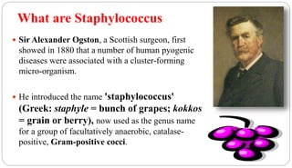 What are Staphylococcus
2
 Sir Alexander Ogston, a Scottish surgeon, first
showed in 1880 that a number of human pyogenic
diseases were associated with a cluster-forming
micro-organism.
 He introduced the name 'staphylococcus'
(Greek: staphyle = bunch of grapes; kokkos
= grain or berry), now used as the genus name
for a group of facultatively anaerobic, catalase-
positive, Gram-positive cocci.
 
