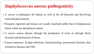 Staphylococcus aureus pathogenicity
24
 S. aureus is pathogenic for human as well as for all domestic and free-living
warm-blooded animals.
 Pyogenic organism and lesions are usually localised unlike that of streptococcal
lesion which are spreading in nature.
 S. aureus causes disease through the production of toxin or through direct
invasion and destruction of tissue.
 Causes cutaneous & deep infections; food poisoning; nosocomial infection; skin
exfoliative diseases and TSS.
 