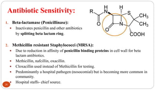 Antibiotic Sensitivity:
28
1. Beta-lactamase (Penicillinase):
 Inactivates penicillin and other antibiotics
by splitting beta lactam ring.
2. Methicillin resistant Staphylococci (MRSA):
 Due to reduction in affinity of penicillin binding proteins in cell wall for beta
lactam antibiotics.
 Methicillin, nafcillin, oxacillin.
 Cloxacillin used instead of Methicillin for testing.
 Predominantly a hospital pathogen (nosocomial) but is becoming more common in
community.
 Hospital staffs- chief source.
 