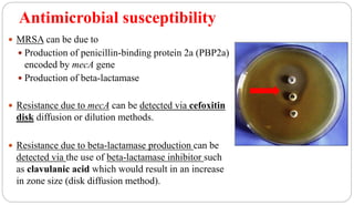 Antimicrobial susceptibility
29
 MRSA can be due to
 Production of penicillin-binding protein 2a (PBP2a)
encoded by mecA gene
 Production of beta-lactamase
 Resistance due to mecA can be detected via cefoxitin
disk diffusion or dilution methods.
 Resistance due to beta-lactamase production can be
detected via the use of beta-lactamase inhibitor such
as clavulanic acid which would result in an increase
in zone size (disk diffusion method).
 