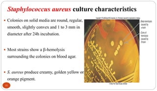 Staphylococcus aureus culture characteristics
33
 Colonies on solid media are round, regular,
smooth, slightly convex and 1 to 3 mm in
diameter after 24h incubation.
 Most strains show a -hemolysis
surrounding the colonies on blood agar.
 S. aureus produce creamy, golden yellow or
orange pigment.
 