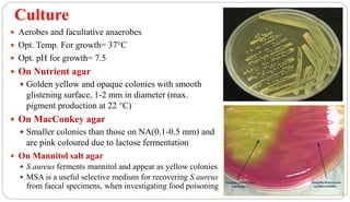 Culture
 Aerobes and facultative anaerobes
 Opt. Temp. For growth= 37°C
 Opt. pH for growth= 7.5
 On Nutrient agar
 Golden yellow and opaque colonies with smooth
glistening surface, 1-2 mm in diameter (max.
pigment production at 22 °C)
 On MacConkey agar
 Smaller colonies than those on NA(0.1-0.5 mm) and
are pink coloured due to lactose fermentation
 On Mannitol salt agar
 S.aureus ferments mannitol and appear as yellow colonies
 MSA is a useful selective medium for recovering S.aureus
from faecal specimens, when investigating food poisoning
 