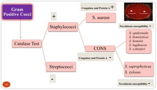 36
Catalase Test
Staphylococci
S. aureus
CONS
S. saprophyticus
S. xylosus
Streptococci
Gram
Positive Cocci
S. epidermidis
S. hemolyticus
S. hominis
S. lugdunesis
S. schleiferi
+
Coagulase and Protein A +
Coagulase and Protein A -
-
Novobiocin susceptibility +
Novobiocin susceptibility -
 