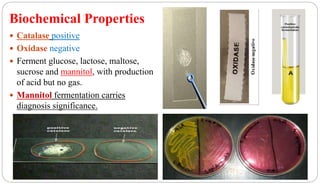 Biochemical Properties
 Catalase positive
 Oxidase negative
 Ferment glucose, lactose, maltose,
sucrose and mannitol, with production
of acid but no gas.
 Mannitol fermentation carries
diagnosis significance.
 