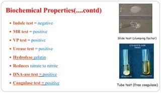 Biochemical Properties(....contd)
 Indole test = negative
 MR test = positive
 VP test = positive
 Urease test = positive
 Hydrolyse gelatin
 Reduces nitrate to nitrite
 DNA-ase test = positive
 Coagulase test = positive
 