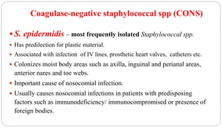 Coagulase-negative staphylococcal spp (CONS)
41
 S. epidermidis – most frequently isolated Staphylococcal spp.
 Has predilection for plastic material.
 Associated with infection of IV lines, prosthetic heart valves, catheters etc.
 Colonizes moist body areas such as axilla, inguinal and perianal areas,
anterior nares and toe webs.
 Important cause of nosocomial infection.
 Usually causes nosocomial infections in patients with predisposing
factors such as immunodeficiency/ immunocompromised or presence of
foreign bodies.
 