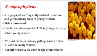 S. saprophyticus
42
 S. saprophyticus frequently isolated in rectum
and genitourinary tract of young women.
 Skin commensal.
 Can be causative agent in UTI in young sexually
active young women.
 2nd most common urinary pathogen (other than
E. coli) in young women.
 Usually sensitive to wide range of antibiotics
 