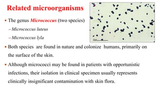 Related microorganisms
43
 The genus Micrococcus (two species)
– Micrococcus luteus
– Micrococcus lyla
 Both species are found in nature and colonize humans, primarily on
the surface of the skin.
 Although micrococci may be found in patients with opportunistic
infections, their isolation in clinical specimen usually represents
clinically insignificant contamination with skin flora.
 