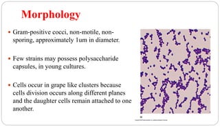 Morphology
6
 Gram-positive cocci, non-motile, non-
sporing, approximately 1um in diameter.
 Few strains may possess polysaccharide
capsules, in young cultures.
 Cells occur in grape like clusters because
cells division occurs along different planes
and the daughter cells remain attached to one
another.
 