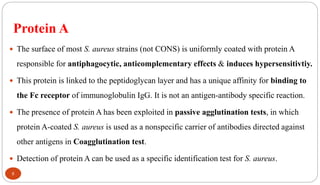 Protein A
8
 The surface of most S. aureus strains (not CONS) is uniformly coated with protein A
responsible for antiphagocytic, anticomplementary effects & induces hypersensitivtiy.
 This protein is linked to the peptidoglycan layer and has a unique affinity for binding to
the Fc receptor of immunoglobulin IgG. It is not an antigen-antibody specific reaction.
 The presence of protein A has been exploited in passive agglutination tests, in which
protein A-coated S. aureus is used as a nonspecific carrier of antibodies directed against
other antigens in Coagglutination test.
 Detection of protein A can be used as a specific identification test for S. aureus.
 