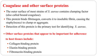 9
Coagulase and other surface proteins
 The outer surface of most strains of S. aureus contains clumping factor
(also called bound coagulase).
 This protein binds fibrinogen, converts it to insoluble fibrin, causing the
staphylococci to clump or aggregate.
 Detection of this protein is the primary test for identifying S. aureus.
 Other surface proteins that appear to be important for adherence
to host tissues include:
 Collagen-binding protein
 Elastin-binding protein
 Fibronectin-binding protein
 