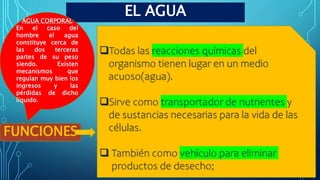 EL AGUA
FUNCIONES
Todas las reacciones químicas del
organismo tienen lugar en un medio
acuoso(agua).
Sirve como transportador de nutrientes y
de sustancias necesarias para la vida de las
células.
 También como vehículo para eliminar
productos de desecho;
AGUA CORPORAL
En el caso del
hombre el agua
constituye cerca de
las dos terceras
partes de su peso
siendo. Existen
mecanismos que
regulan muy bien los
ingresos y las
pérdidas de dicho
líquido.
 