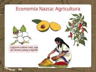 Economía Nazca: Agricultura
Lograron cultivar maíz, zapallo, yuca,
ají, lúcuma, pacay y algodón.
 
