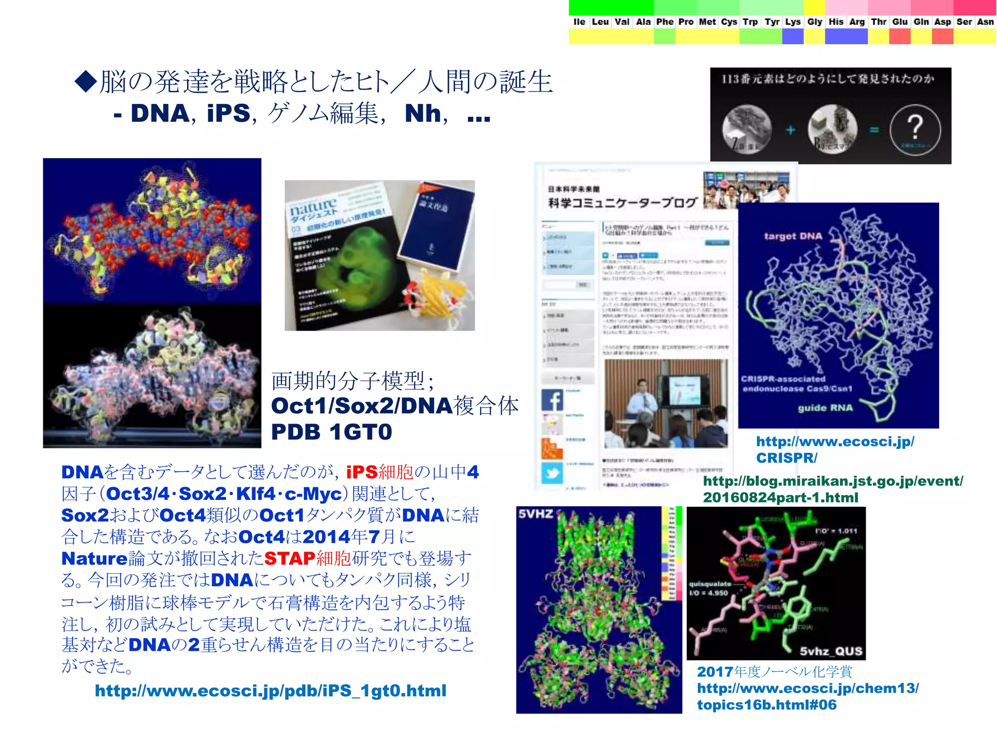 画期的分子模型；
Oct1/Sox2/DNA複合体
PDB 1GT0
http://www.ecosci.jp/pdb/iPS_1gt0.html
DNAを含むデータとして選んだのが，iPS細胞の山中4
因子（Oct3/4・Sox2・Klf4・c-Myc）関連として，
Sox2およびOct4類似のOct1タンパク質がDNAに結
合した構造である。なおOct4は2014年7月に
Nature論文が撤回されたSTAP細胞研究でも登場す
る。今回の発注ではDNAについてもタンパク同様，シリ
コーン樹脂に球棒モデルで石膏構造を内包するよう特
注し，初の試みとして実現していただけた。これにより塩
基対などDNAの2重らせん構造を目の当たりにすること
ができた。
◆脳の発達を戦略としたヒト／人間の誕生
- DNA，iPS，ゲノム編集， Nh， …
http://www.ecosci.jp/
CRISPR/
http://blog.miraikan.jst.go.jp/event/
20160824part-1.html
2017年度ノーベル化学賞
http://www.ecosci.jp/chem13/
topics16b.html#06
 