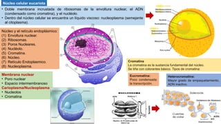 Núcleo celular - Resumen con imagenes avanzado | PPTX