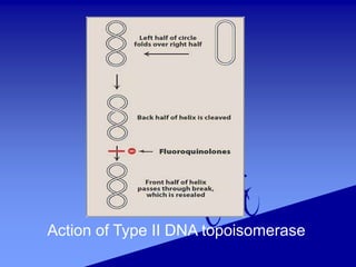 Antibiotic Quinolone history,classification,mechanism of action and ...