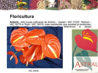 Floricultura     Antúrio  - três novas cultivares de Antúrio - ‘Júpiter’- IAC 17237, ‘Netuno’ - IAC 16770 e ‘Rubi’- IAC 14019, mais resistentes que aquelas já existentes; portanto, com menor exigência de defensivos e adubo IAC Astral 